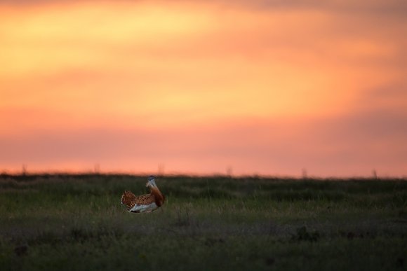 Otarda -  Great bustard (Otis tarda)