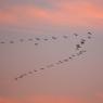 Gru - Eusrasian Crane (Grus grus)