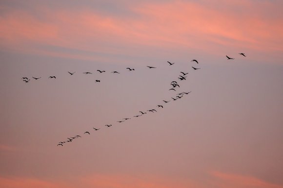 Gru - Eusrasian Crane (Grus grus)