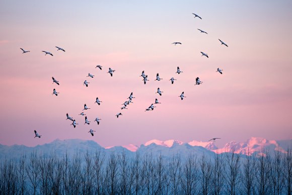 Gru - Eusrasian Crane (Grus grus)