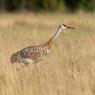 Gru canadese - Sand hill crane (Grus canadiensis)