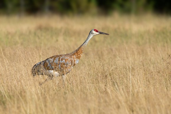 Gru canadese - Sand hill crane (Grus canadiensis)