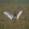 Gallina prataiola -  Little bustard (Tetrax tetrax)