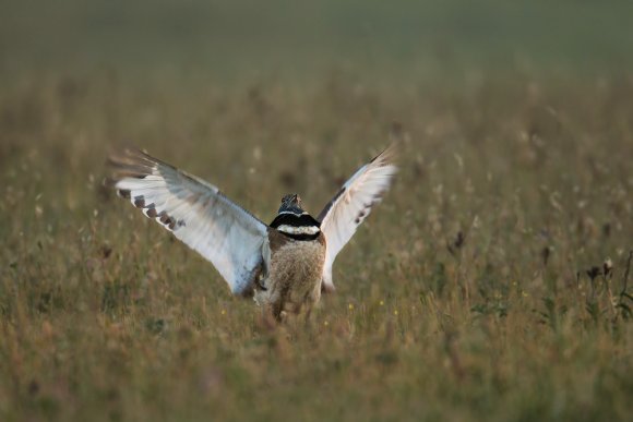 Gallina prataiola -  Little bustard (Tetrax tetrax)
