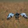 Gallina prataiola -  Little bustard (Tetrax tetrax)