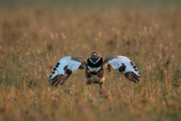 Gallina prataiola -  Little bustard (Tetrax tetrax)