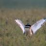 Gallina prataiola -  Little bustard (Tetrax tetrax)