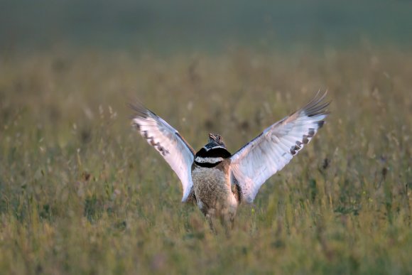 Gallina prataiola -  Little bustard (Tetrax tetrax)