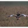 Gallina prataiola -  Little bustard (Tetrax tetrax)