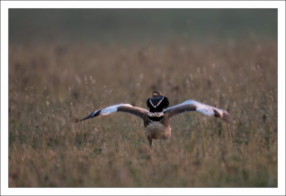 Gallina prataiola -  Little bustard (Tetrax tetrax)