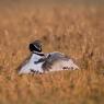 Gallina prataiola -  Little bustard (Tetrax tetrax)