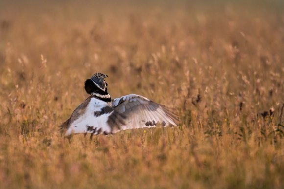 Gallina prataiola -  Little bustard (Tetrax tetrax)