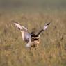 Gallina prataiola -  Little bustard (Tetrax tetrax)