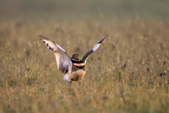 Gallina prataiola -  Little bustard (Tetrax tetrax)