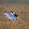 Gallina prataiola -  Little bustard (Tetrax tetrax)