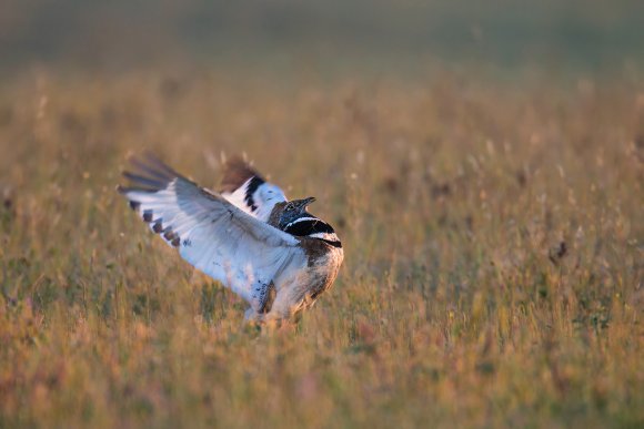 Gallina prataiola -  Little bustard (Tetrax tetrax)