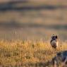 Gallina prataiola -  Little bustard (Tetrax tetrax)