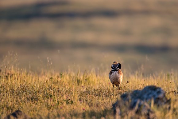 Gallina prataiola -  Little bustard (Tetrax tetrax)