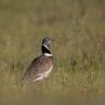 Gallina prataiola -  Little bustard (Tetrax tetrax)