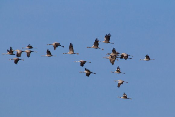 Gru -European crane (Grus grus)