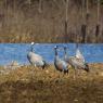 Gru -European crane (Grus grus)