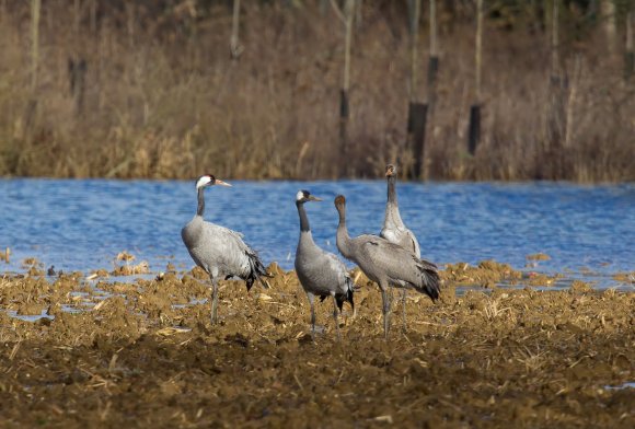 Gru -European crane (Grus grus)