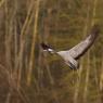 Gru -European crane (Grus grus)