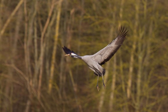 Gru -European crane (Grus grus)