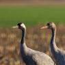 Gru -European crane (Grus grus)