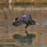 Folaga -  Eurasian coot (Fulica atra)