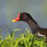 Gallinella d'acqua - Common moorhen (Gallinula chloropus)