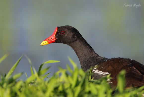 Gallinella d'acqua - Common moorhen (Gallinula chloropus)