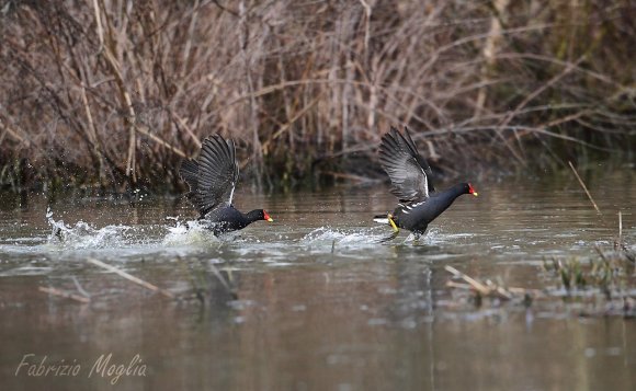 Gallinella d'acqua - Common moorhen (Gallinula chloropus)