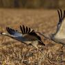 Gru -European crane (Grus grus)