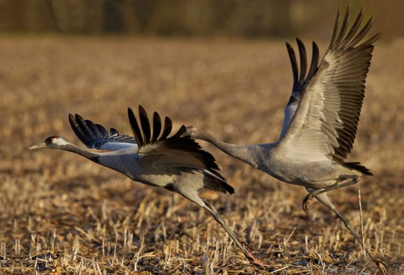 Gru -European crane (Grus grus)