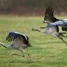 Gru -European crane (Grus grus)