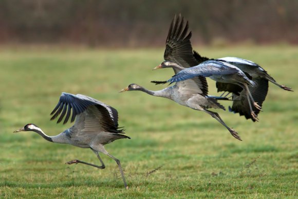 Gru -European crane (Grus grus)