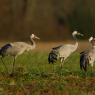 Gru -European crane (Grus grus)