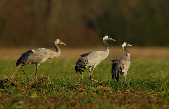 Gru -European crane (Grus grus)