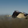 Gru -European crane (Grus grus)