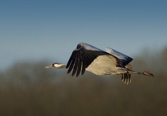 Gru -European crane (Grus grus)