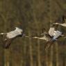 Gru -European crane (Grus grus)