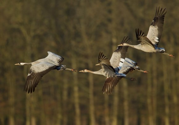 Gru -European crane (Grus grus)