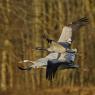 Gru -European crane (Grus grus)