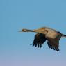 Gru -European crane (Grus grus)