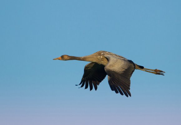 Gru -European crane (Grus grus)