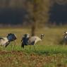 Gru -European crane (Grus grus)