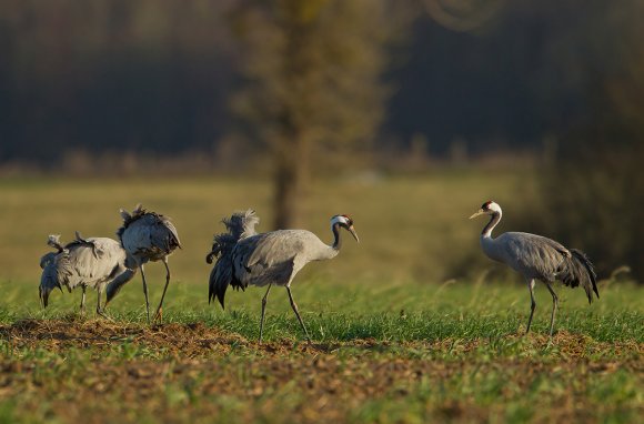 Gru -European crane (Grus grus)