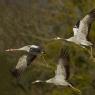 Gru -European crane (Grus grus)