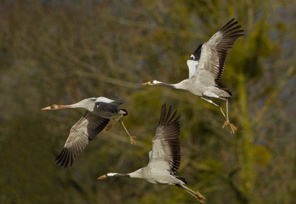 Gru -European crane (Grus grus)